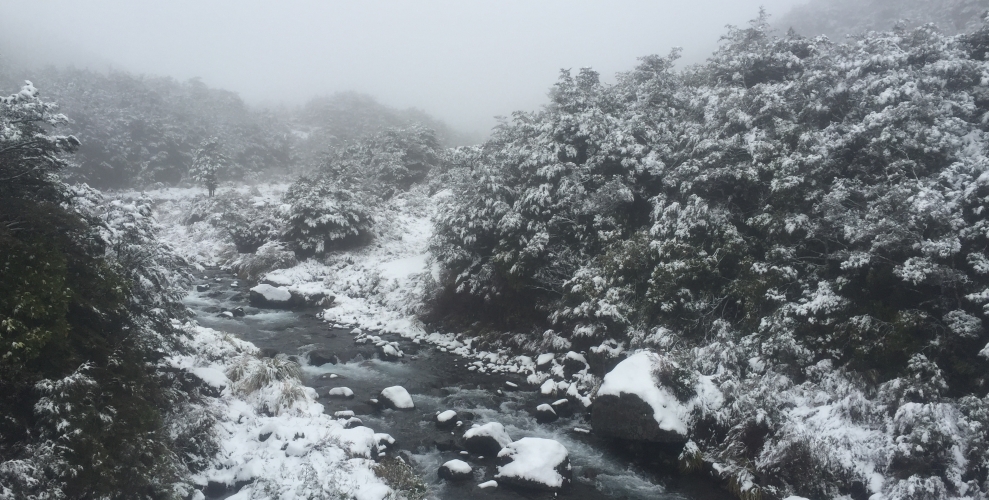 Summer Snow